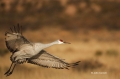 Sandhill-Crane;Crane;Grus-canadensis;One;one-animal;avifauna;bird;birds;feather;